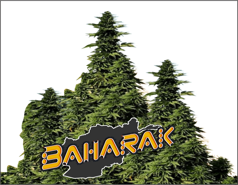 baharak-product1
