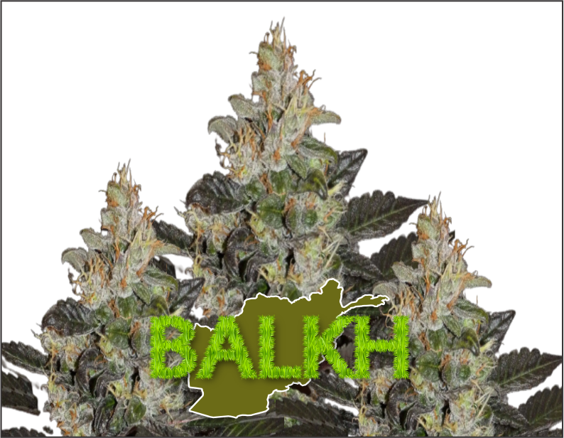 balkh-product1