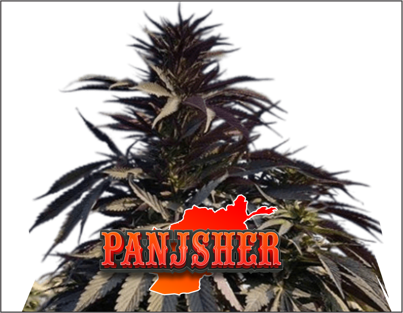 panjsher-product1