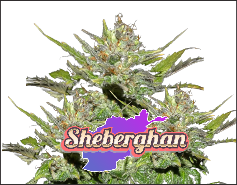 sheberghan-product1