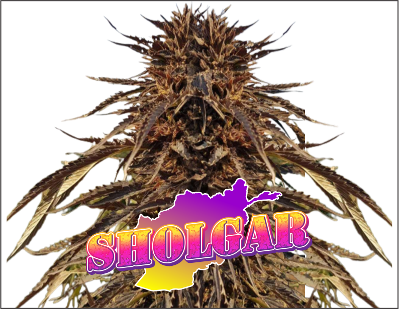 sholgar-product1